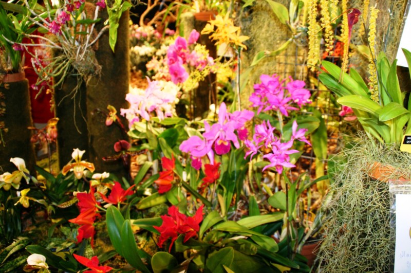 Orchideen (19).JPG