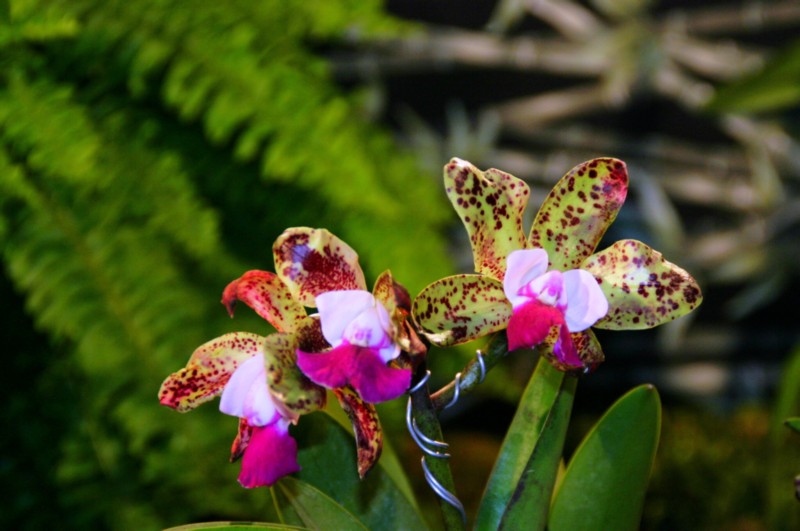 Orchideen (21).JPG