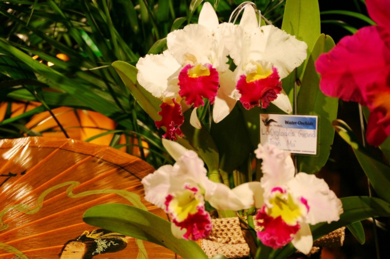 Orchideen (22).JPG