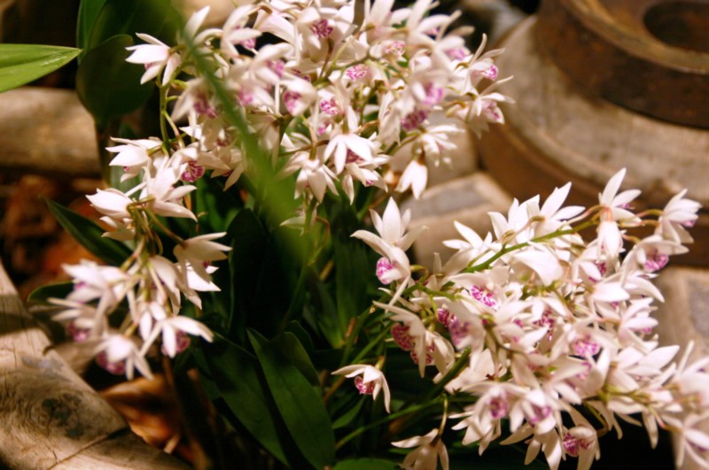 Orchideen (24).JPG