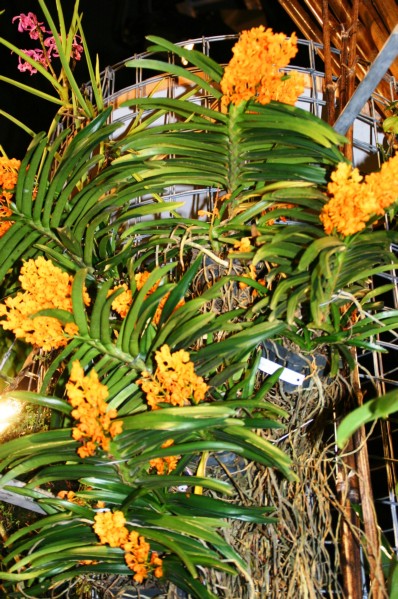 Orchideen (25).JPG