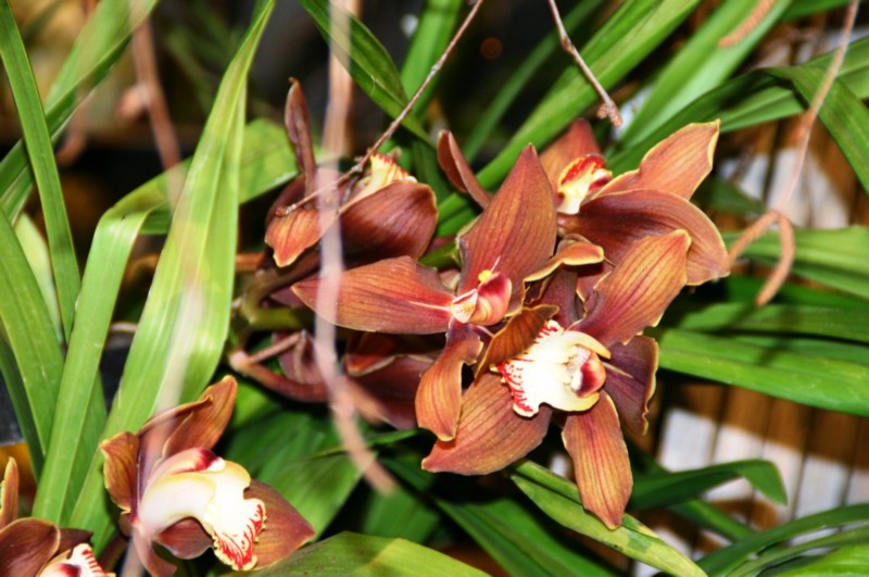 Orchideen (26).JPG
