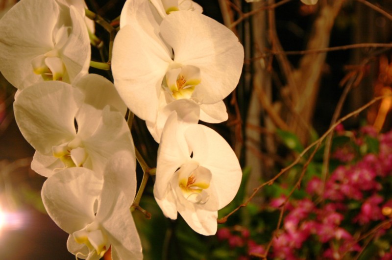 Orchideen (27).JPG