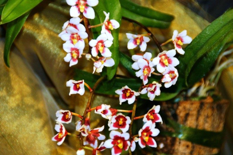 Orchideen (28).JPG