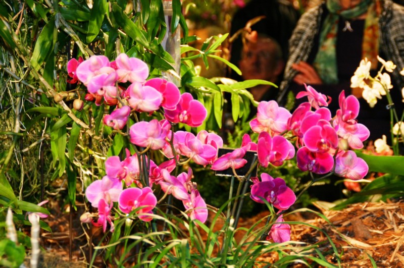 Orchideen (29).JPG