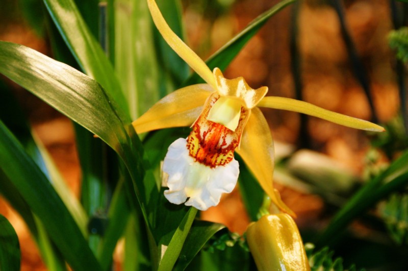 Orchideen (30).JPG