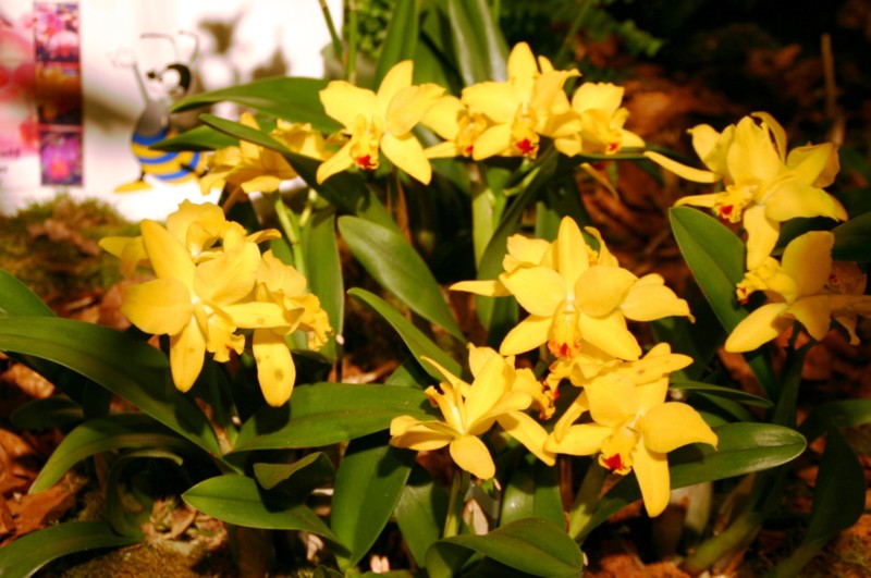 Orchideen (3).JPG