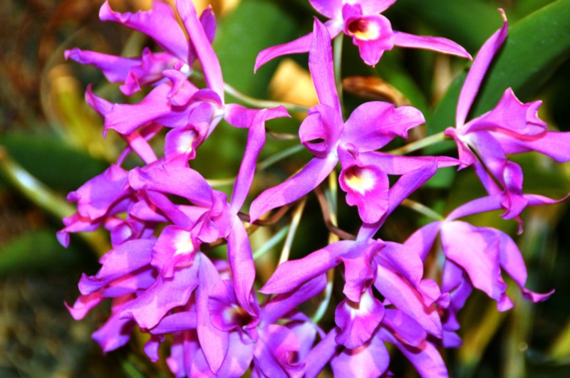 Orchideen (32).JPG