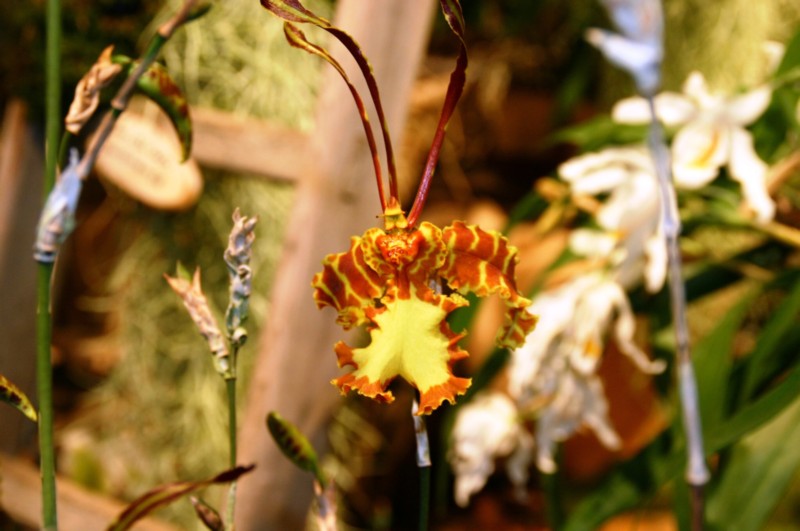 Orchideen (33).JPG