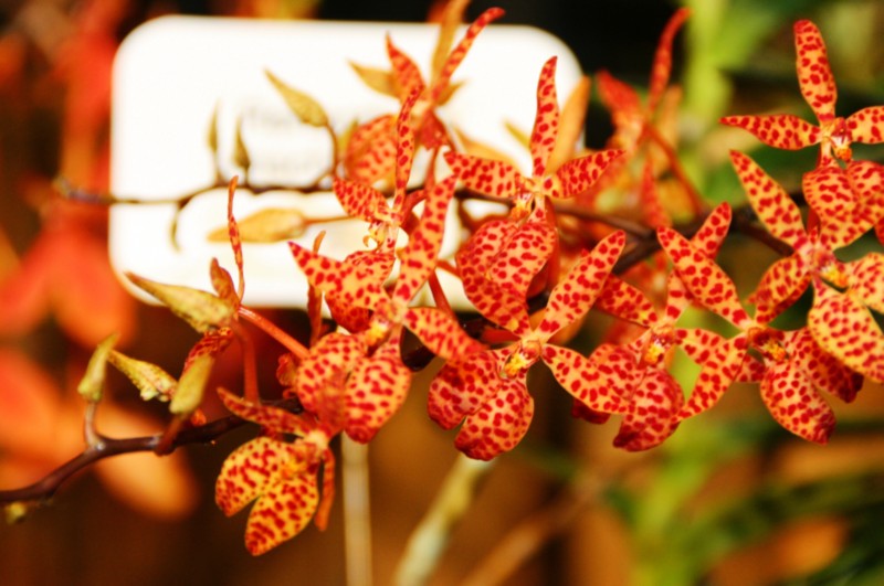 Orchideen (35).JPG