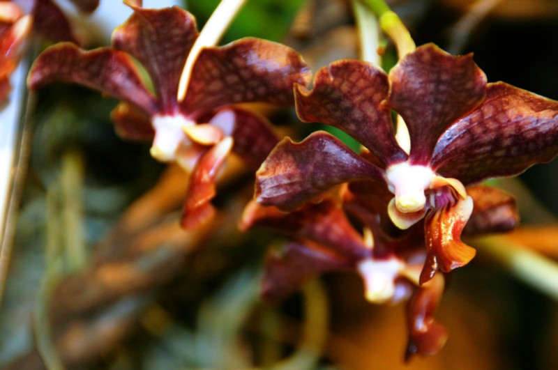 Orchideen (36).JPG