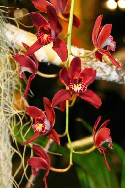 Orchideen (37).JPG