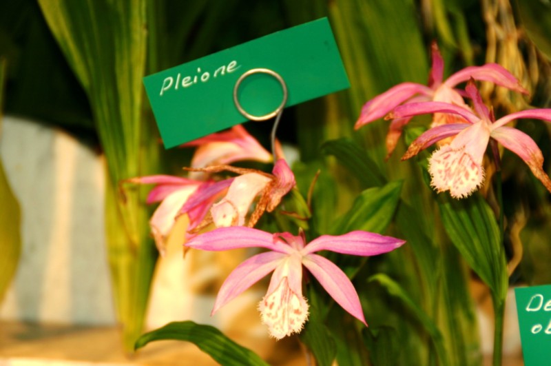 Orchideen (38).JPG