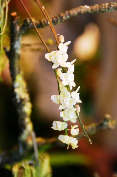 Orchideen (39).JPG