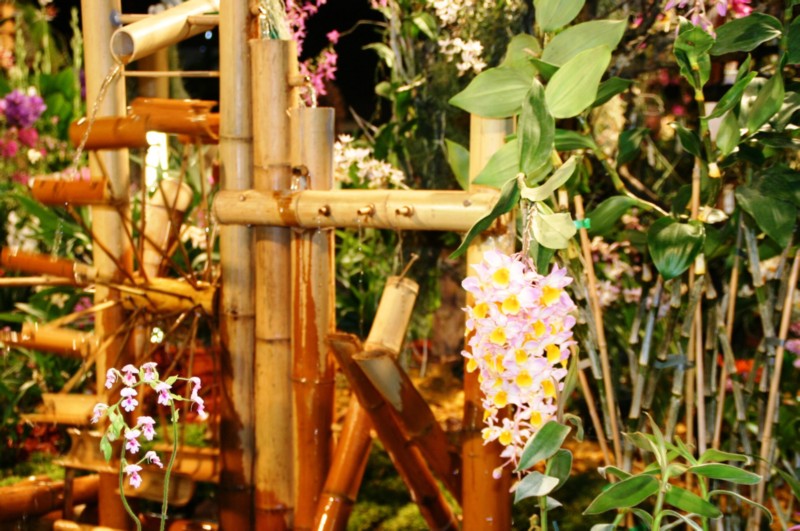 Orchideen (40).JPG