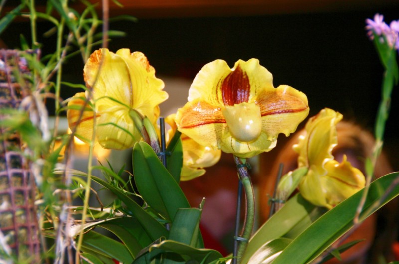 Orchideen (41).JPG