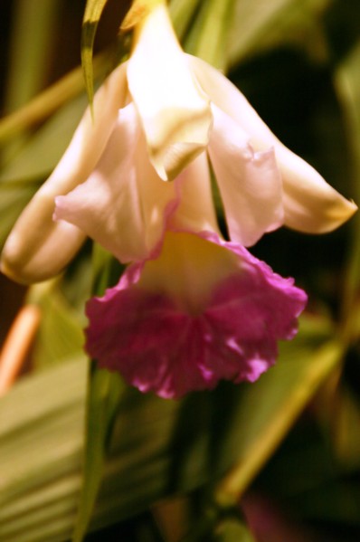 Orchideen (4).JPG