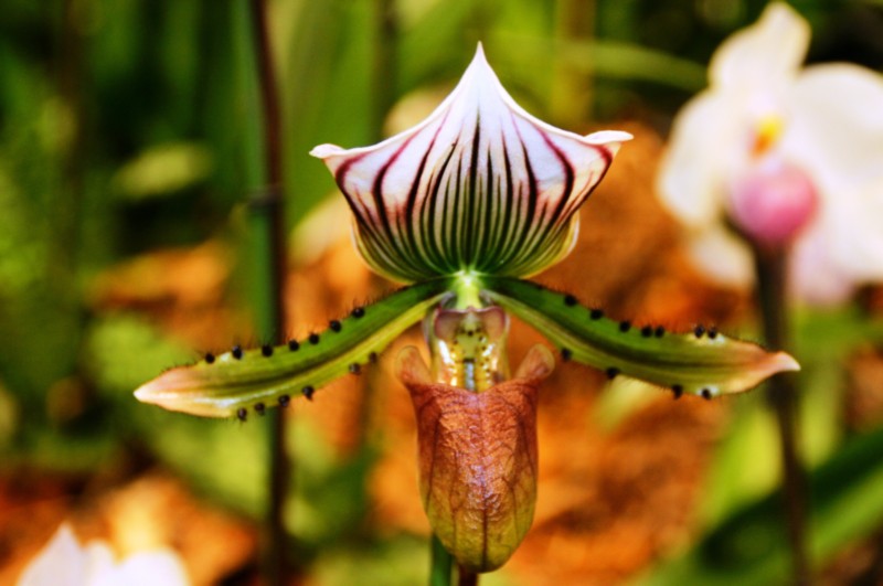 Orchideen (44).JPG