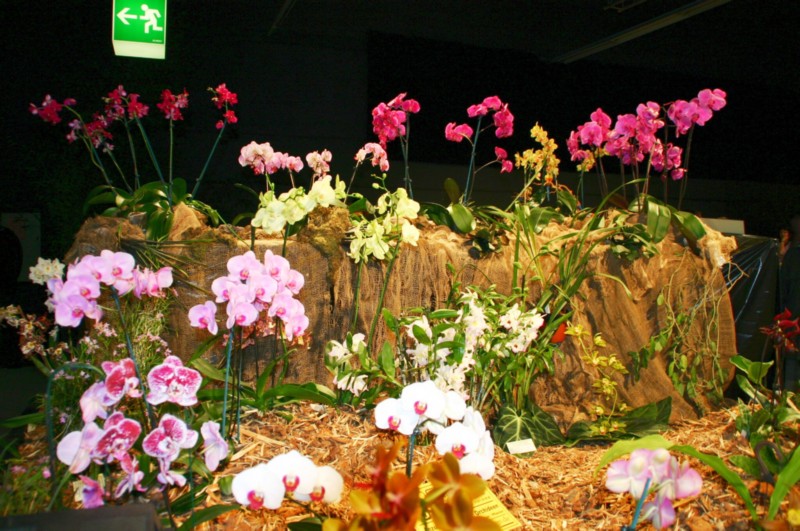 Orchideen (45).JPG