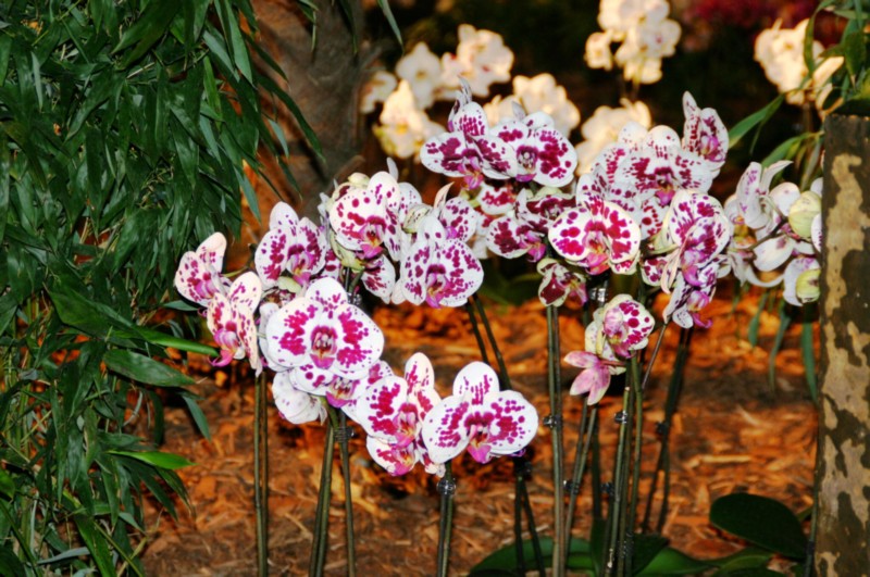 Orchideen (47).JPG
