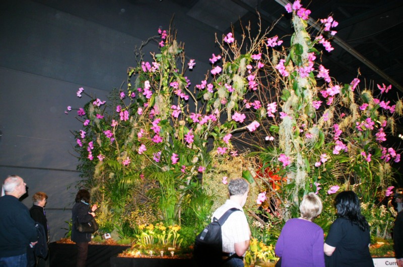 Orchideen (48).JPG