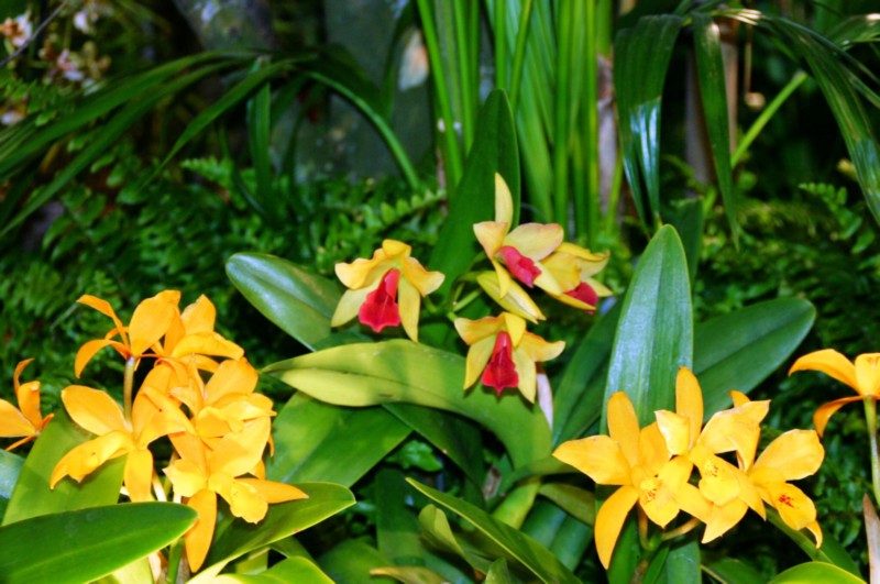 Orchideen (49).JPG