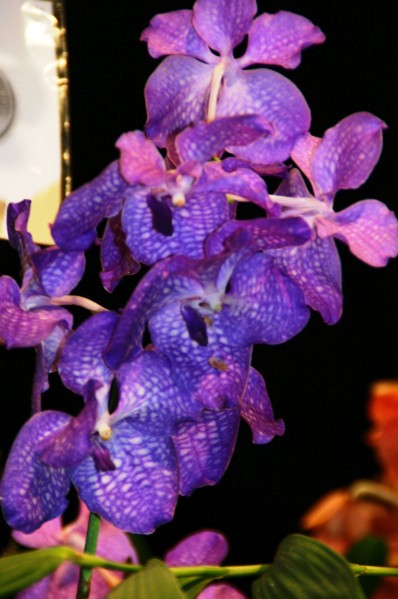 Orchideen (5).JPG