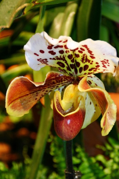 Orchideen (6).JPG