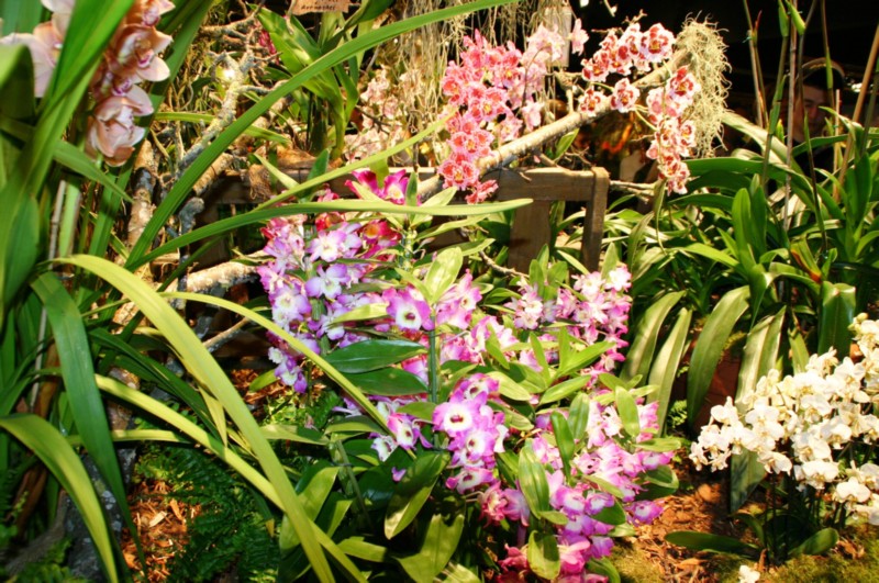 Orchideen (7).JPG