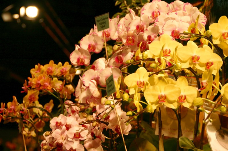 Orchideen (8).JPG