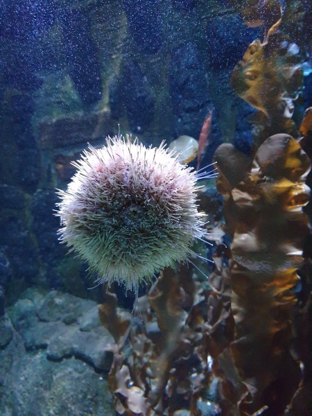 Ostsee 2020 (110).jpg