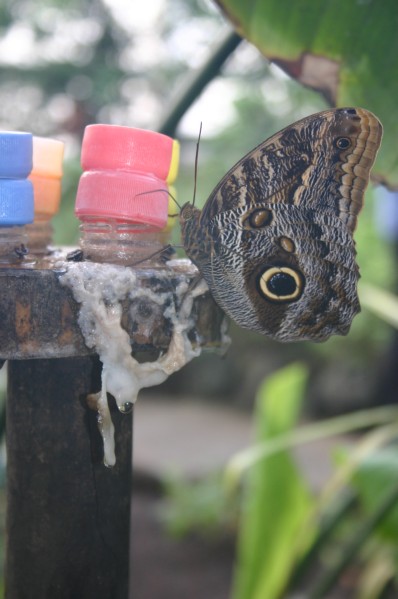 Papiliorama Dez (11).JPG