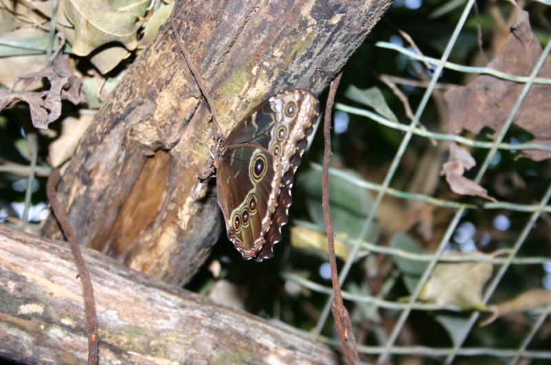 Papiliorama Dez (16).JPG