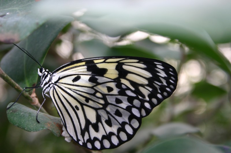 Papiliorama Dez (18).JPG