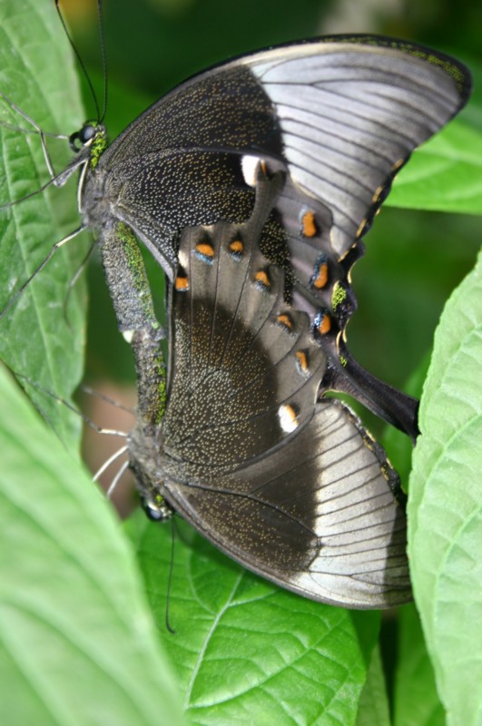 Papiliorama Dez (19).JPG