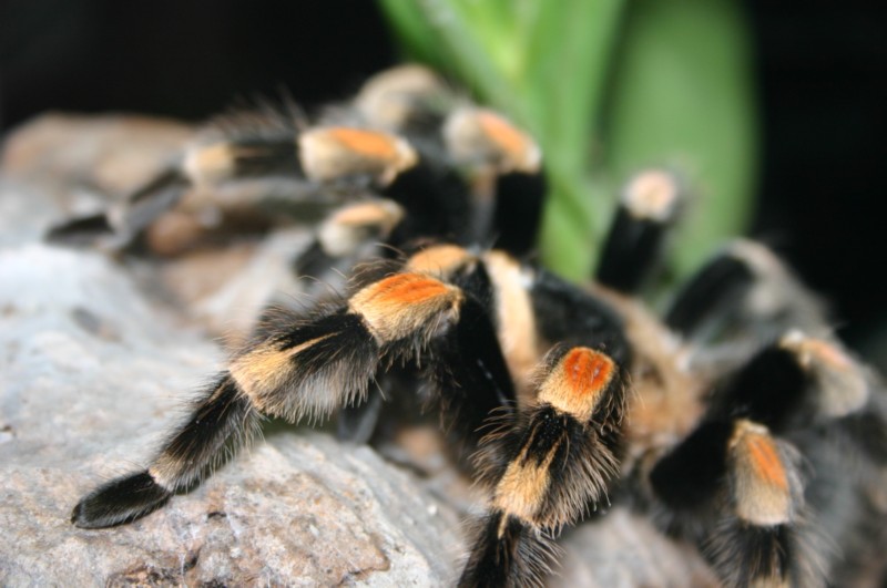Papiliorama Dez (21).JPG