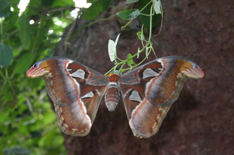 Papiliorama Dez (22).JPG