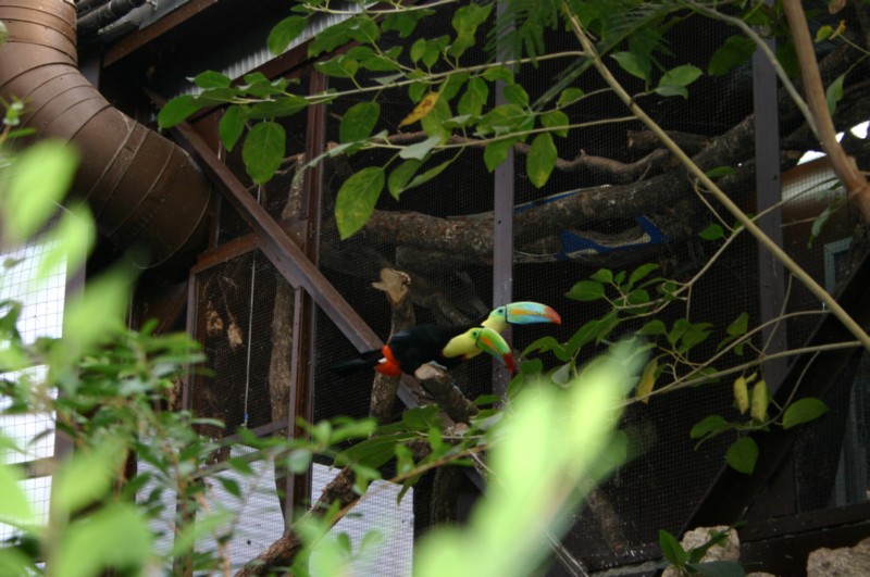 Papiliorama Dez (23).JPG