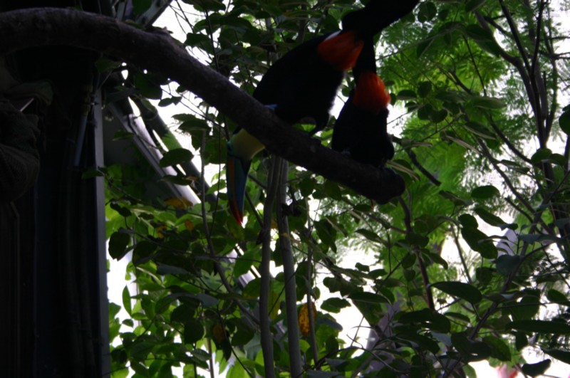 Papiliorama Dez (24).JPG