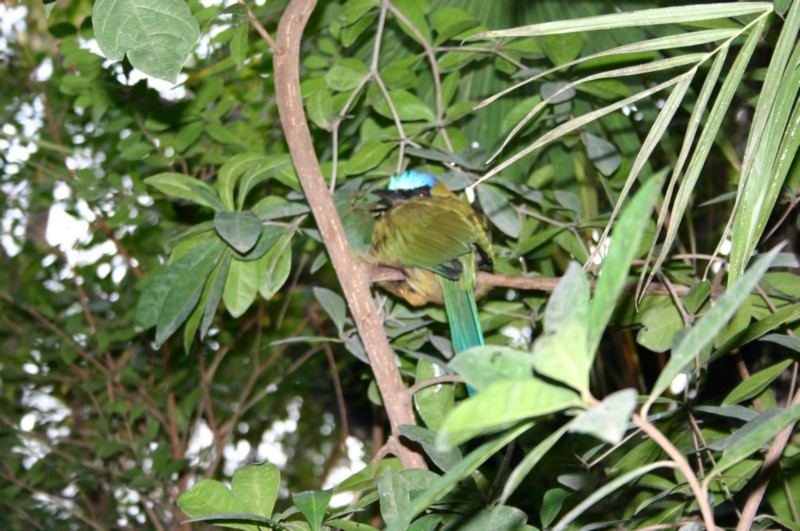Papiliorama Dez (25).JPG
