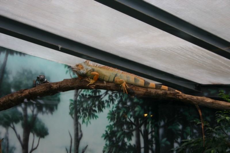 Papiliorama Dez (3).JPG