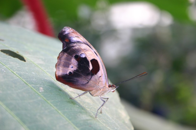 Papiliorama Dez (5).JPG