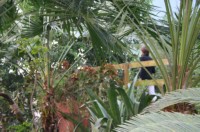 Papiliorama Dez (10).JPG