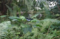 Papiliorama Dez (12).JPG