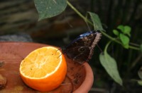 Papiliorama Dez (13).JPG