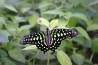 Papiliorama Dez (14).JPG