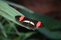 Papiliorama Dez (15).JPG