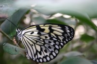 Papiliorama Dez (18).JPG