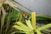 Papiliorama Dez (20).JPG