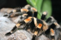 Papiliorama Dez (21).JPG